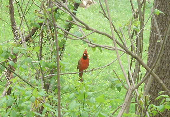 Red cardinal perched on a branch amid spring greenery; his black face and yellow beak are facing the viewer