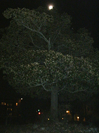 Merrimon magnolia in the moonlight