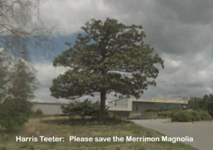 Harris Teeter please save the Merrimon Magnolia
