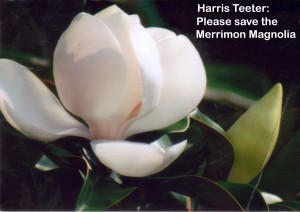 Harris Teeter please save the Merrimon Magnolia