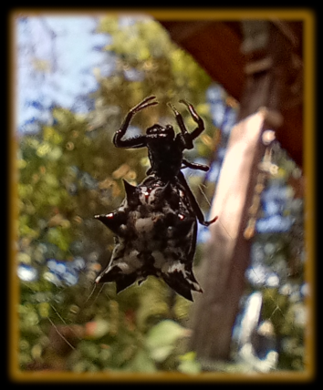 Scary black spider with a face and huge spiky mottled abdomen hangs on a web below a porch roof